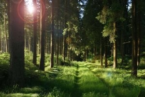 Дзісненскі лясгас інфармуе