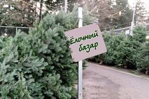 Увазе жыхароў г.п. Шаркаўшчына і раёна: з 20 снежня будзе арганізаваны продаж навагодніх дрэў