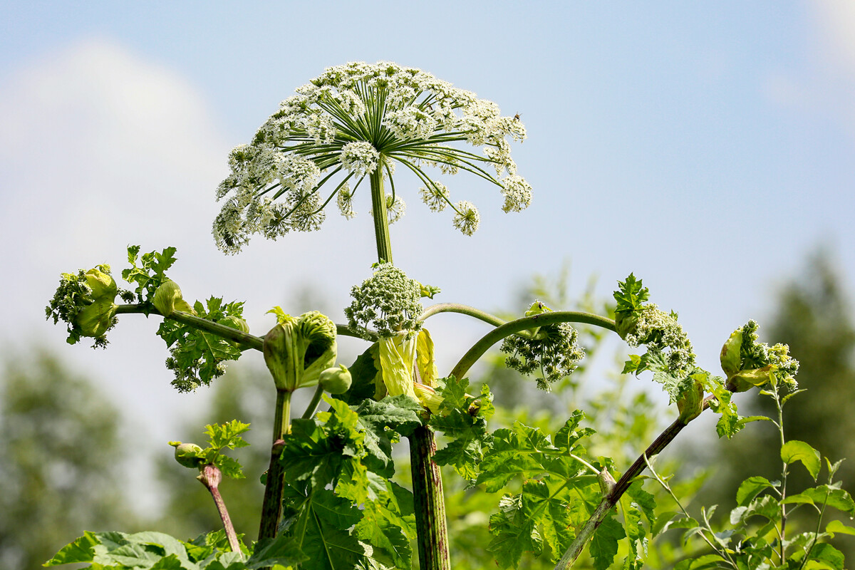  «Незваный гость» на наших землях