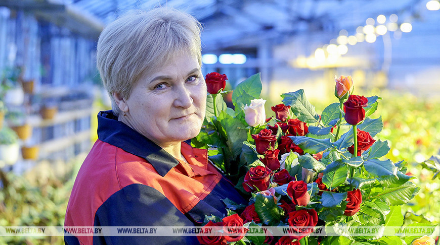 Першыя тысячы руж і цюльпанаў зрэзалі ў цяпліцах "Віцебскага Зялёнбуда"