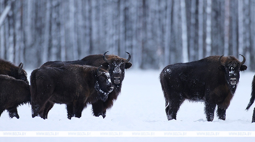 Feeding bison in Grodno District: ‘Even 4-5 tonnes isn’t enough for a large herd’