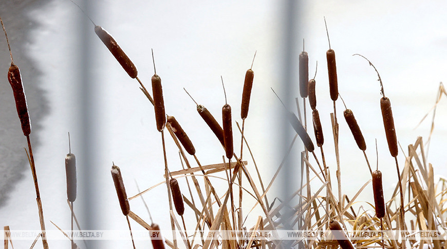 Слабая метель и до -11°С мороза ожидается в Беларуси 31 декабря