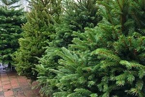 График продажи новогодних деревьев на площадке у городского рынка по ул.Вокзальная